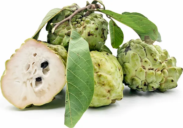 Custard_Apple_Fruit_Plant