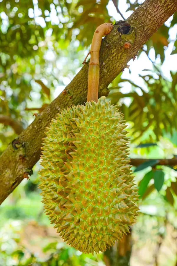 Durian_/_Duriyan_Grafted_1.5-3.5_Ft_Hybrid_Fruit_Plant