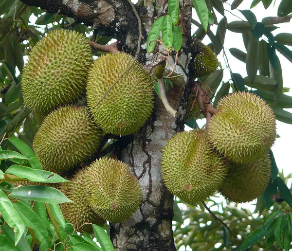 Durian_/_Duriyan_Grafted_1.5-3.5_Ft_Hybrid_Fruit_Plant