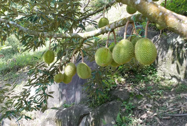 Durian_/_Duriyan_Grafted_1.5-3.5_Ft_Hybrid_Fruit_Plant