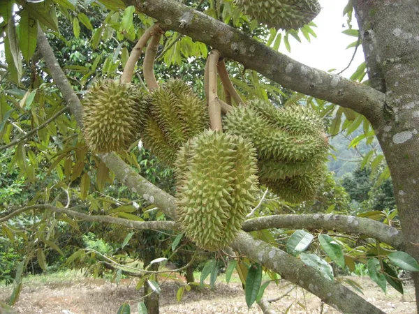 Durian_/_Duriyan_Grafted_1.5-3.5_Ft_Hybrid_Fruit_Plant