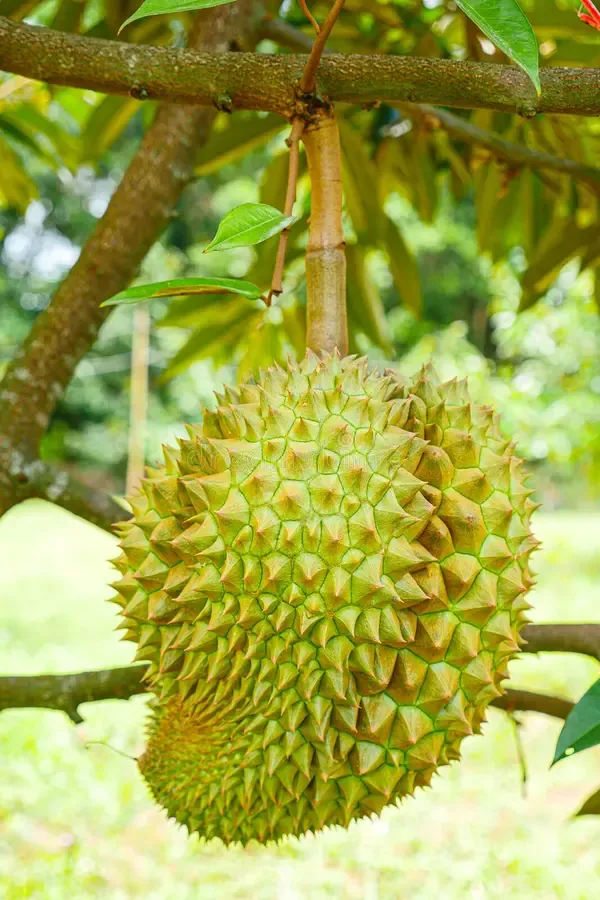 Durian_/_Duriyan_Grafted_1.5-3.5_Ft_Hybrid_Fruit_Plant
