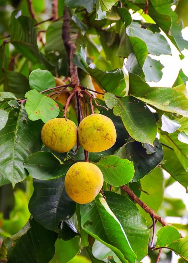 Thai_Sweet_Santal_1.5-3.5_Ft_Hybrid_Fruit_Plant