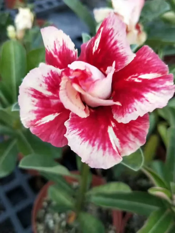 Rosey_Verity_Grafted_Adenium_Plant__Pack_of1