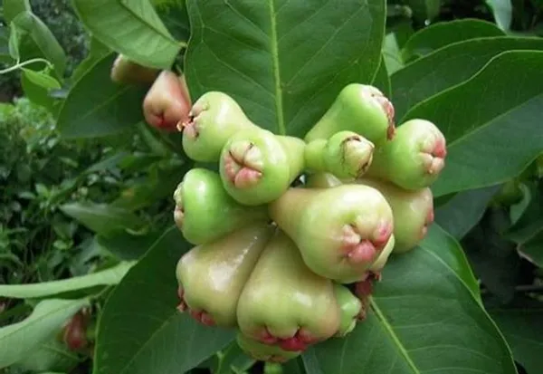 Green_Grafted_Water_Apple/Java_Apple/Wax_Apple/Jamrul_Hybrid_Plant