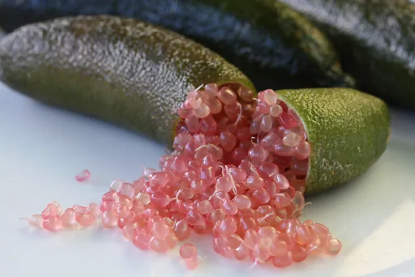 Finger_Lime_/_Lemon_Grafted_Hybrid_Live_Plant
