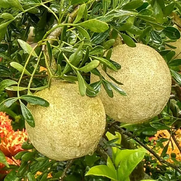 Thai_Grafting_Wood_Apple_1.5-3.5_Ft_Live_Plant
