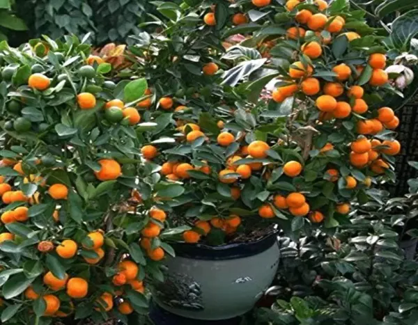 Chinese_Grafted_Sweet_Orange_Fruit_Plant_1.5-3.5_Ft