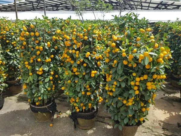 Chinese_Grafted_Sweet_Orange_Fruit_Plant_1.5-3.5_Ft