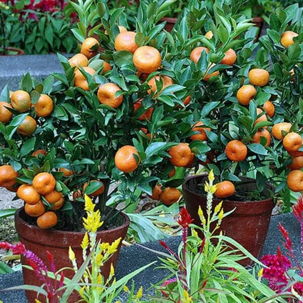 Chinese_Grafted_Sweet_Orange_Fruit_Plant_1.5-3.5_Ft