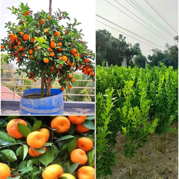 Chinese_Grafted_Sweet_Orange_Fruit_Plant_1.5-3.5_Ft