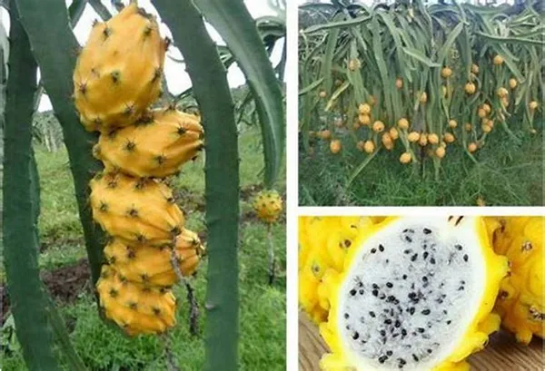 Thai_Yellow_Hybrid_Dragon_Fruit_Plant