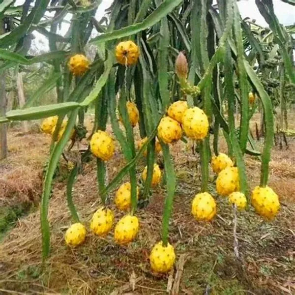Thai_Yellow_Hybrid_Dragon_Fruit_Plant