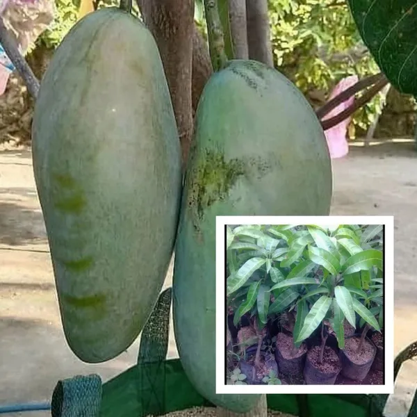 Thai_Kujai_Qjai_Variety_Grafted_Aam_Mango_Fruit_Live_Plants_&_Tree1.5-2_Ft_Size
