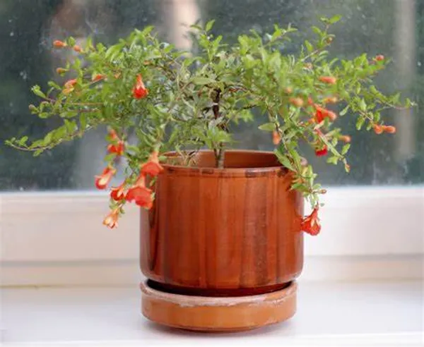 Red_Bhagwa_Anar_Hybrid_Pomegranate_Live_Fruit_Plant_&_Tree_(1.5-3.5_Ft_Hight)_For_Sweet_Home_Garden_Well_Watered_Red_Bhagwa_Pomegranate__(Pack_Of_1)_Healthy_Fruit_plant