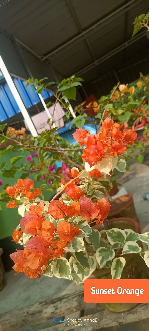 Bougainvillea_Orange_Live_Flower_Plant