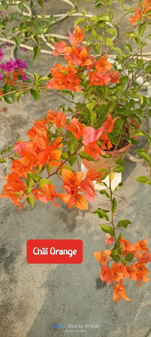 Bougainvillea_Orange_Live_Flower_Plant