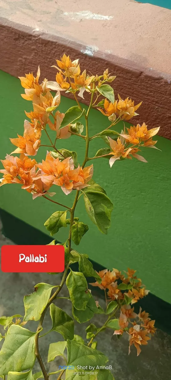 Bougainvillea_Orange_Live_Flower_Plant