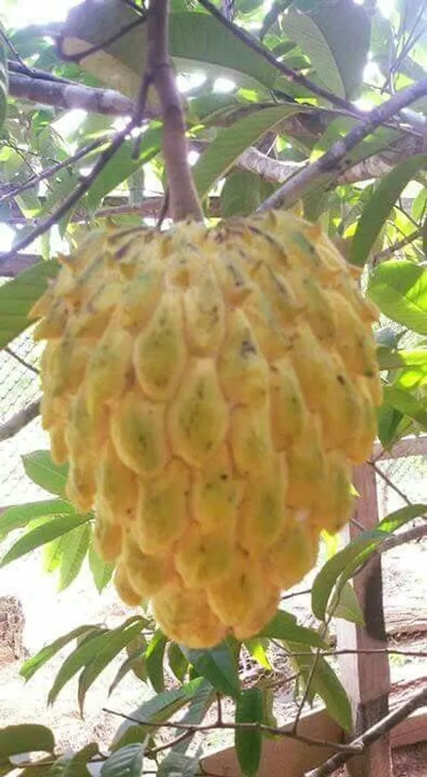 Thai_Golden/Yellow_Sugar_Apple_Sitafal_Live_Fruit_Plant_&_Tree_-_Rare_Red_Custard_Apple_Grafted_Live_Plants_&_Tree1-1.5_Ft_Size_Hybrid_Healthy_Plant_And_Tree
