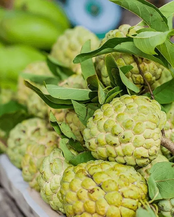 Thai_Golden/Yellow_Sugar_Apple_Sitafal_Live_Fruit_Plant_&_Tree_-_Rare_Red_Custard_Apple_Grafted_Live_Plants_&_Tree1-1.5_Ft_Size_Hybrid_Healthy_Plant_And_Tree