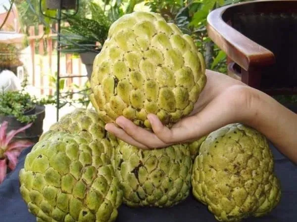 Thai_Golden/Yellow_Sugar_Apple_Sitafal_Live_Fruit_Plant_&_Tree_-_Rare_Red_Custard_Apple_Grafted_Live_Plants_&_Tree1-1.5_Ft_Size_Hybrid_Healthy_Plant_And_Tree