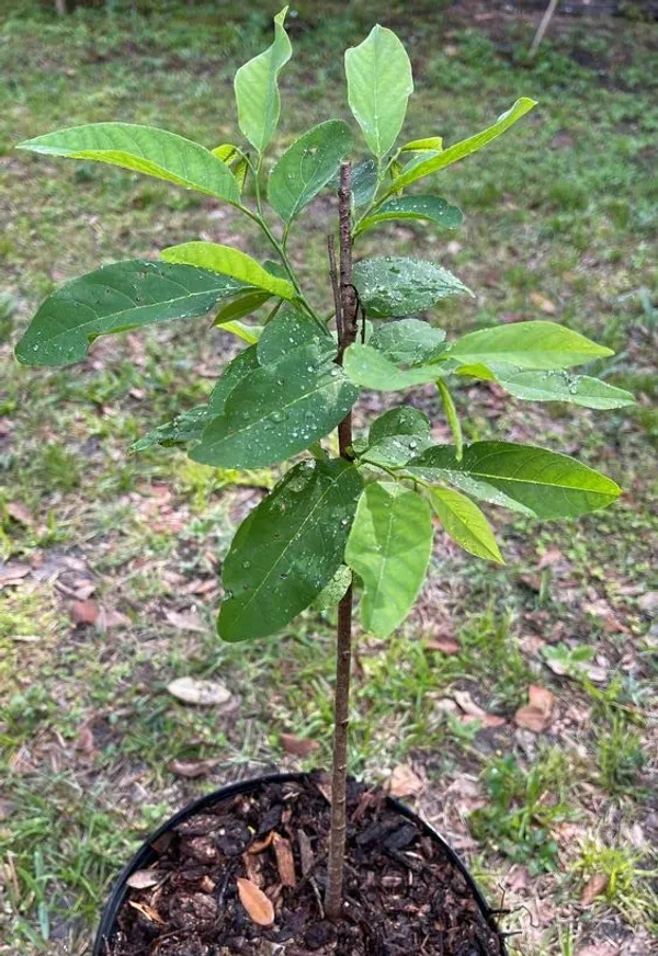 Thai_Golden/Yellow_Sugar_Apple_Sitafal_Live_Fruit_Plant_&_Tree_-_Rare_Red_Custard_Apple_Grafted_Live_Plants_&_Tree1-1.5_Ft_Size_Hybrid_Healthy_Plant_And_Tree