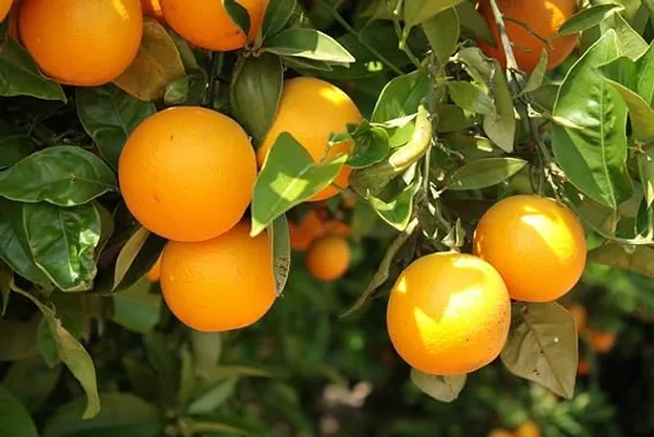 Bhutani_Chataki_Orange_Variety_Grafted_Santra_All_Time_Variety_Grafted_Fruit_Live_Plants_&_Tree_Healthy_Plant_In_Nursery_Grow_Bag