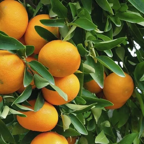 Bhutani_Chataki_Orange_Variety_Grafted_Santra_All_Time_Variety_Grafted_Fruit_Live_Plants_&_Tree_Healthy_Plant_In_Nursery_Grow_Bag