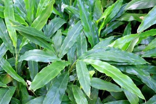 Kerala_Green_Cardamom_Choti_Elaichi_Spice_Plants_For_Home_Garden