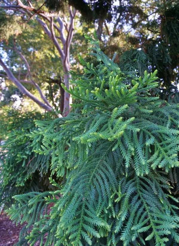 Orcriya_cuki_/Araucaria_Cunninghamii_Live_Plant