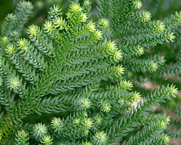 Orcriya_cuki_/Araucaria_Cunninghamii_Live_Plant