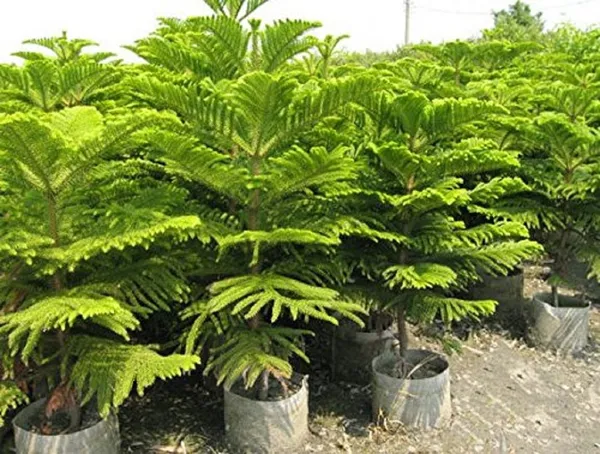Orcriya_cuki_/Araucaria_Cunninghamii_Live_Plant