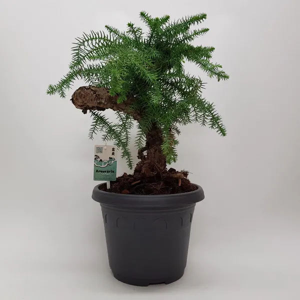 Orcriya_cuki_/Araucaria_Cunninghamii_Live_Plant
