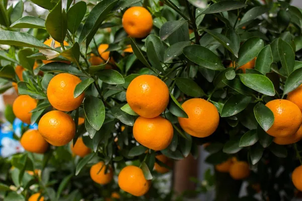 Sweet_Australian_Mandarin_Santra_/_Orange_Grafted_Live__Fruit_Plant