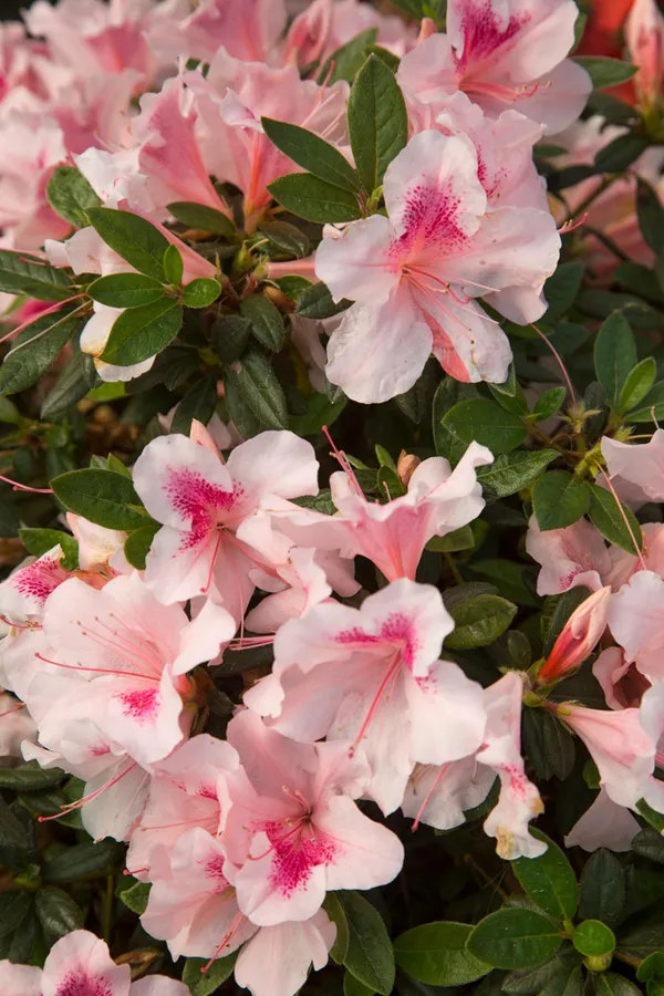 Azalea_Gray_Flower_Shrub_Hybrid,_Plant