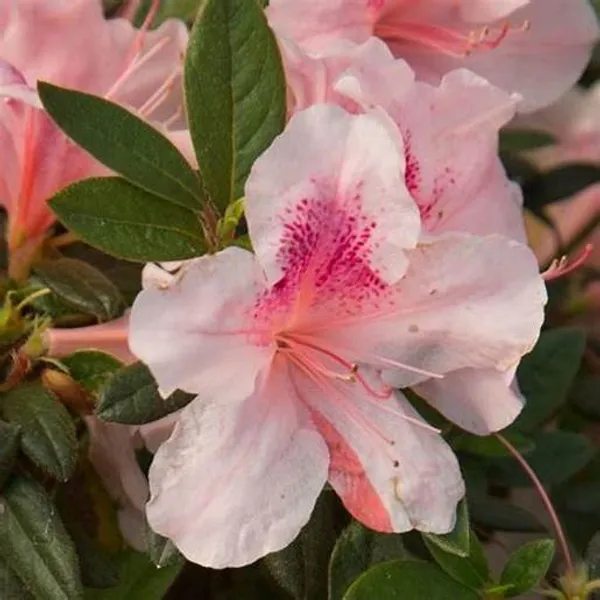 Azalea_Gray_Flower_Shrub_Hybrid,_Plant