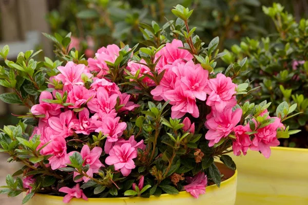 Azalea__Pink_Grafted_1.5-3.5_Ft_Flower__Plant