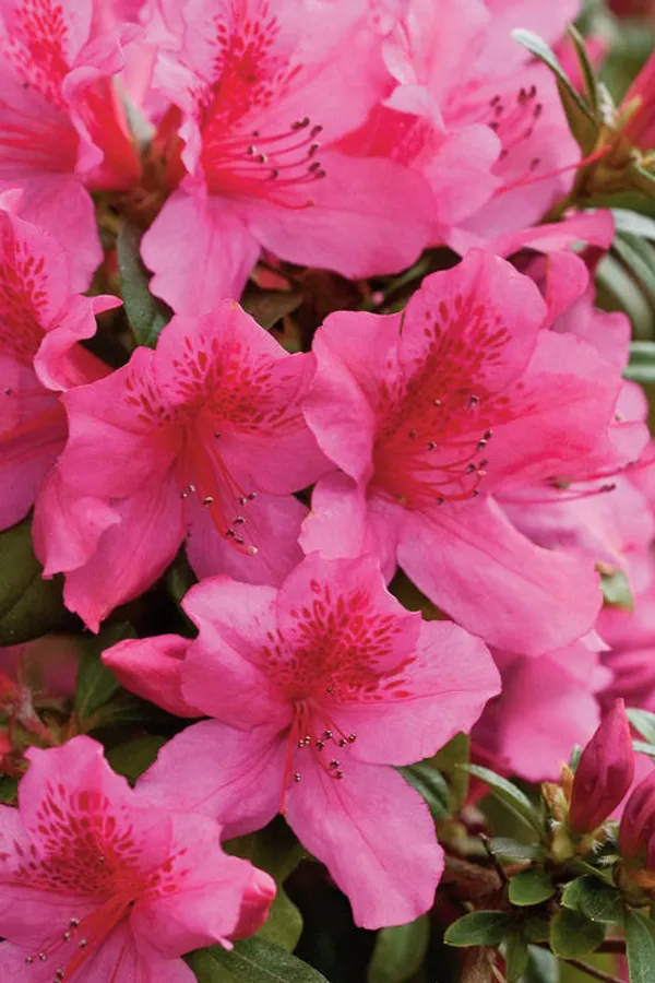 Azalea_Deep_Pink_Grafted_1.5-3.5_Ft__Flower_Plant