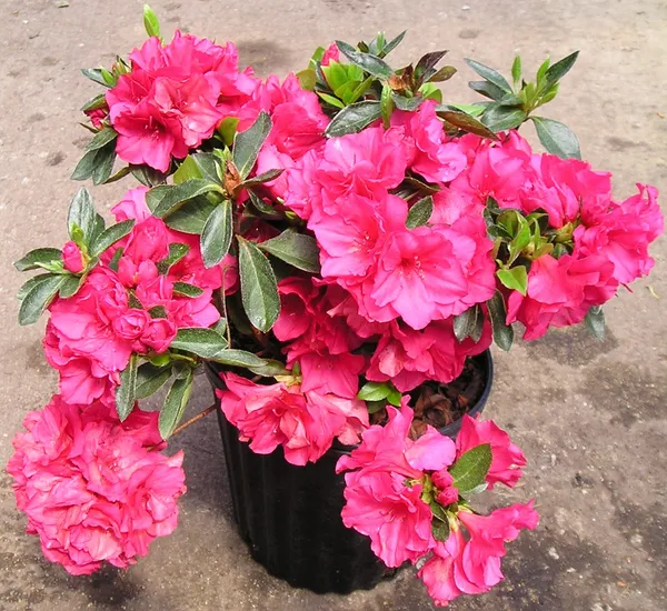Azalea_Deep_Pink_Grafted_1.5-3.5_Ft__Flower_Plant