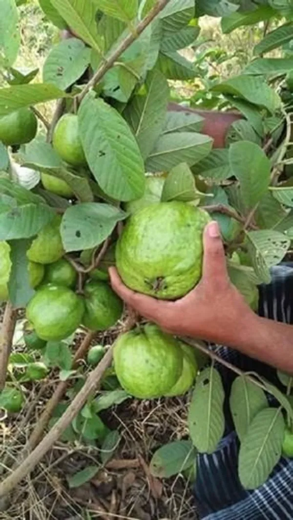 Baraipur_Grafted_Guava_Hybrid_Plant