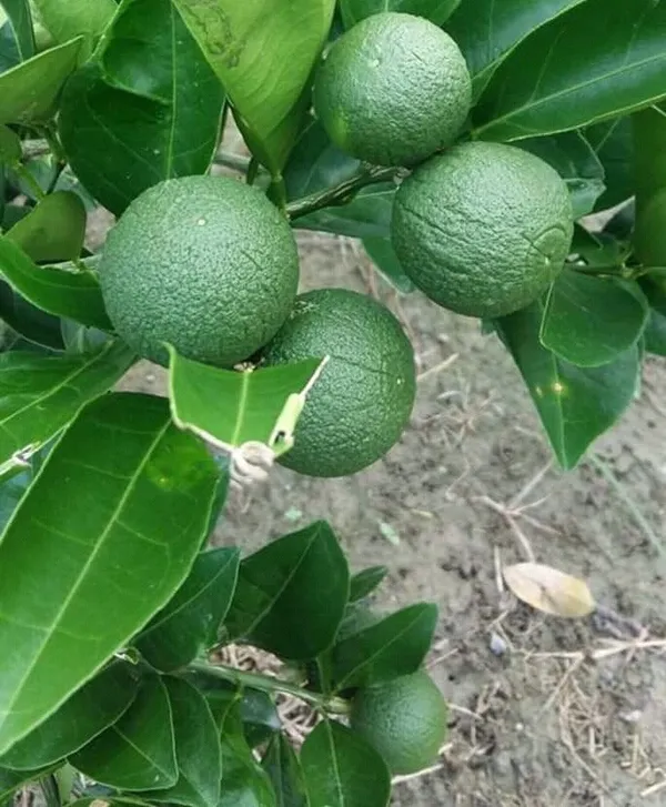 Bari_1_Hybrid_Malta/Mousambi_Live_Fruit_Plant_&_Tree_For_Home_Gardening_(1.5-3.5_Ft_Hight)_Pack_Of_1