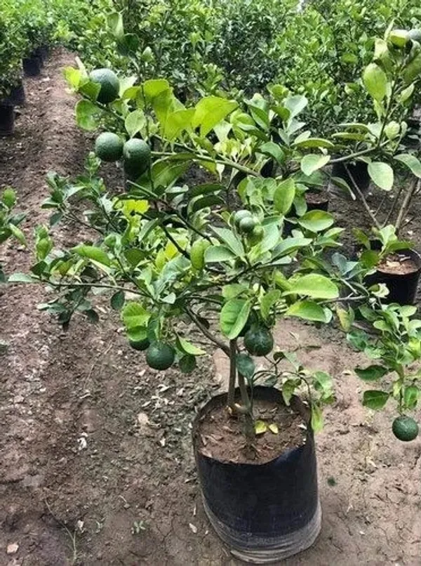 Bari_1_Hybrid_Malta/Mousambi_Live_Fruit_Plant_&_Tree_For_Home_Gardening_(1.5-3.5_Ft_Hight)_Pack_Of_1
