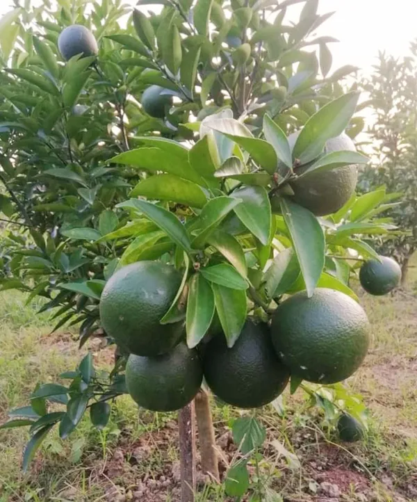 Bari_1_Hybrid_Malta/Mousambi_Live_Fruit_Plant_&_Tree_For_Home_Gardening_(1.5-3.5_Ft_Hight)_Pack_Of_1