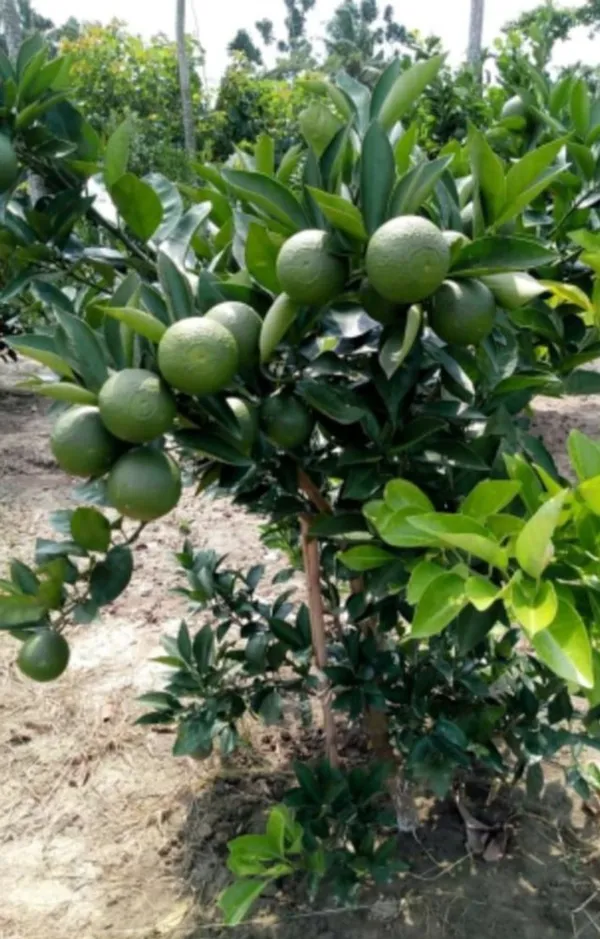 Bari_1_Grafted_Hybrid_Malta_/_Mausambi_/Malta_Lemon_Plant