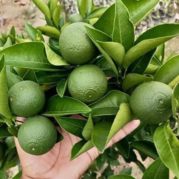 Bari_1_Grafted_Hybrid_Malta_/_Mausambi_/Malta_Lemon_Plant