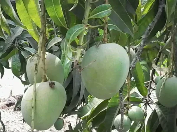 Bari_4_Hybrid_Mango_Live_Fruit_Plant_&_Tree