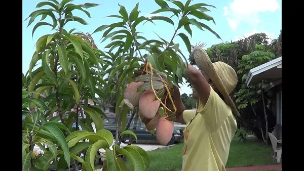 Bangladesh_hybrid_varity_Bari_4_mango_plant_&_Tree_Grafted_||_Weight_of_its_each_fruit_700-800_g_||_plant_size_1.5-2.5_Ft_One_Healthy_Plant_In_a...