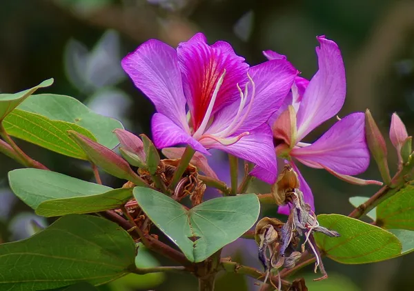 Grafting__Bauhinia_Purpurea__Violet_1.5-3.5_Ft__Flower_Plant