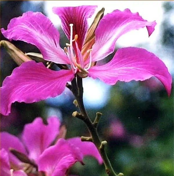 Grafting__Bauhinia_Purpurea__Violet_1.5-3.5_Ft__Flower_Plant