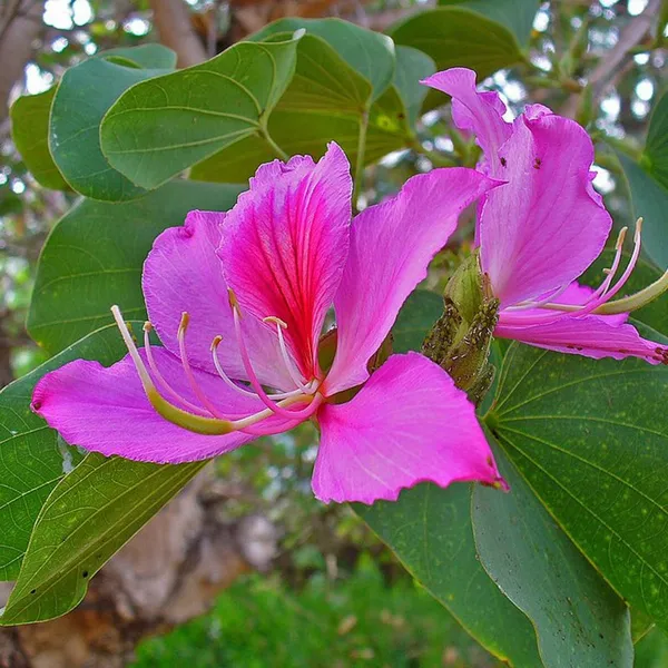 Grafting__Bauhinia_Purpurea__Violet_1.5-3.5_Ft__Flower_Plant